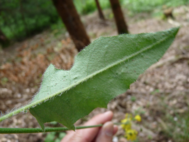 Verso des feuilles. Agrandir dans une nouvelle fenêtre (ou onglet)